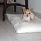 Lola descansando